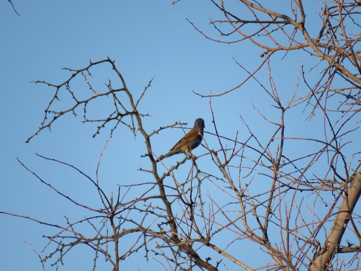 Blue Grosbeak - ML165816421