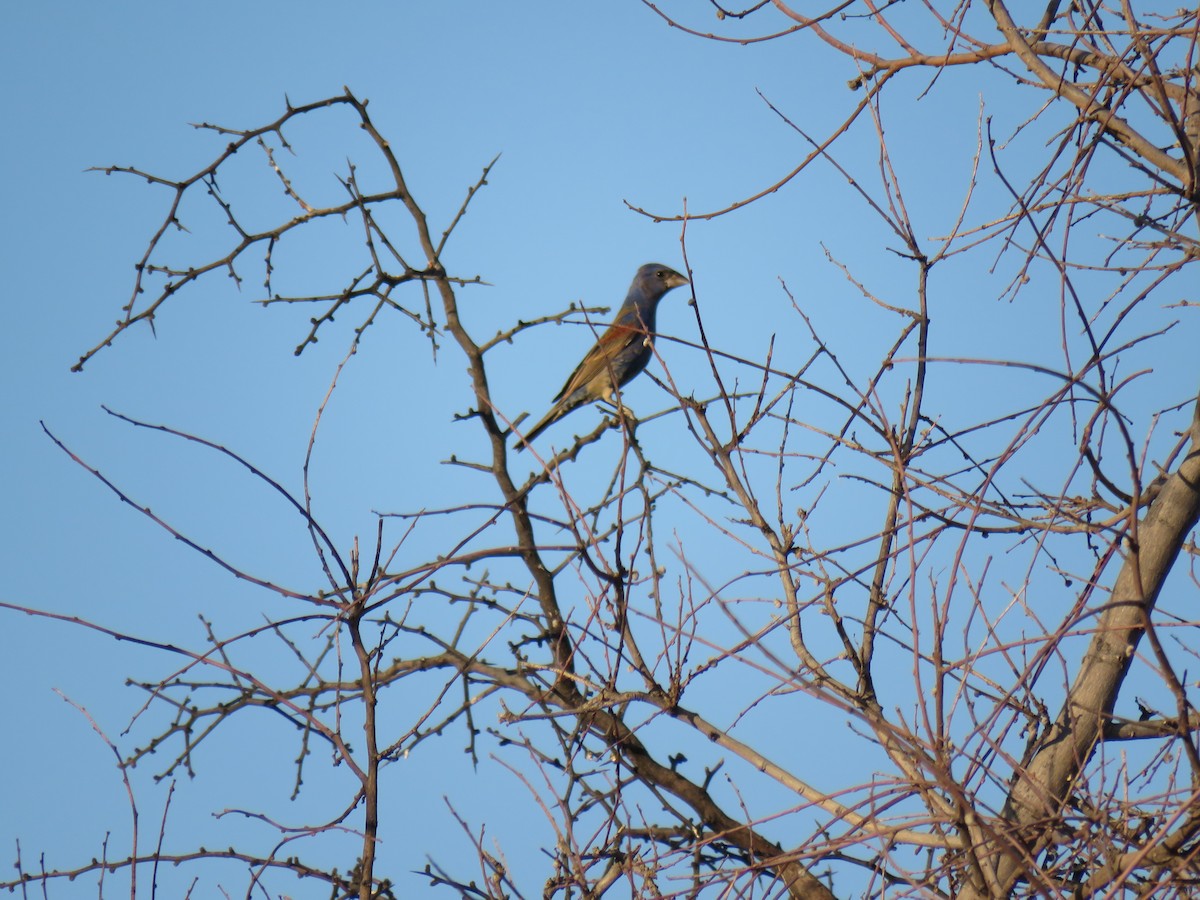 Blue Grosbeak - ML165816441