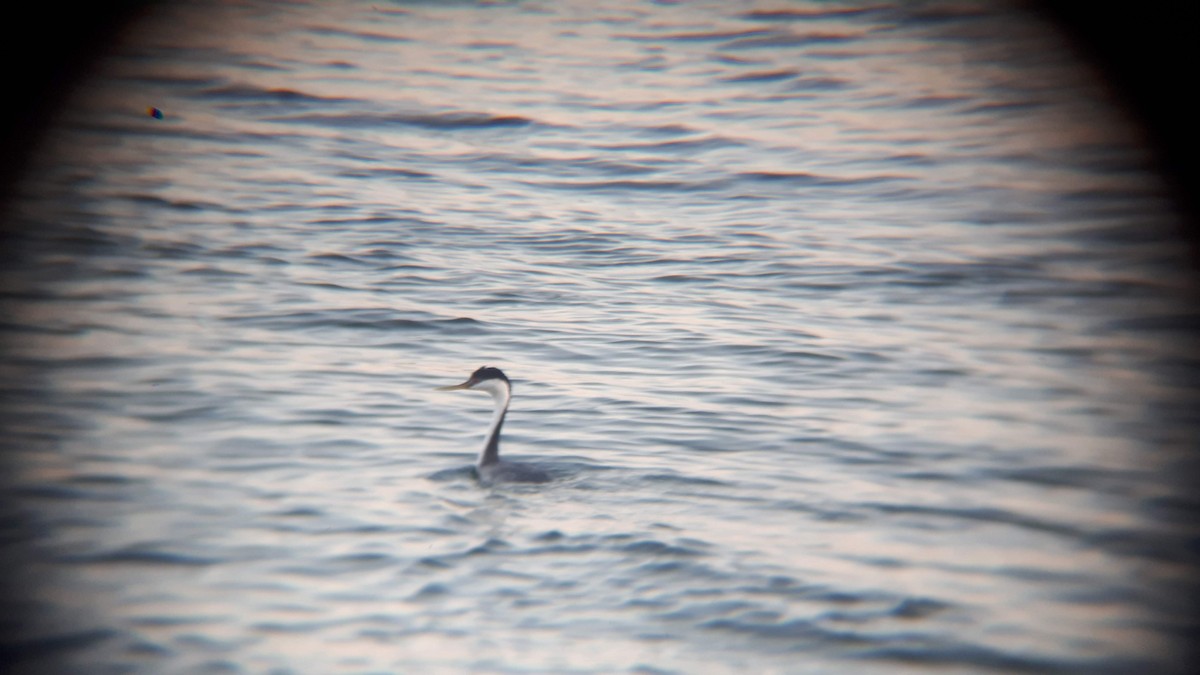 Western Grebe - ML165822381