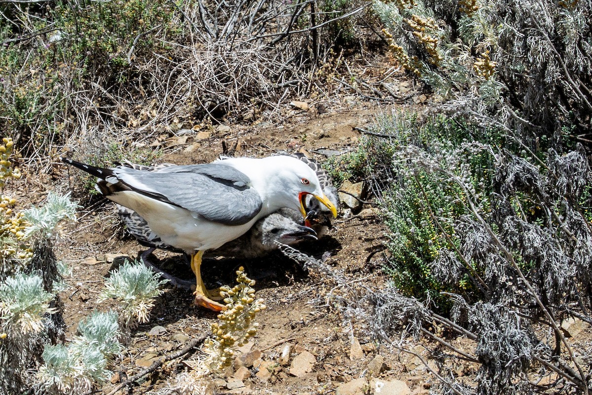 Yellow-legged Gull - ML165824071
