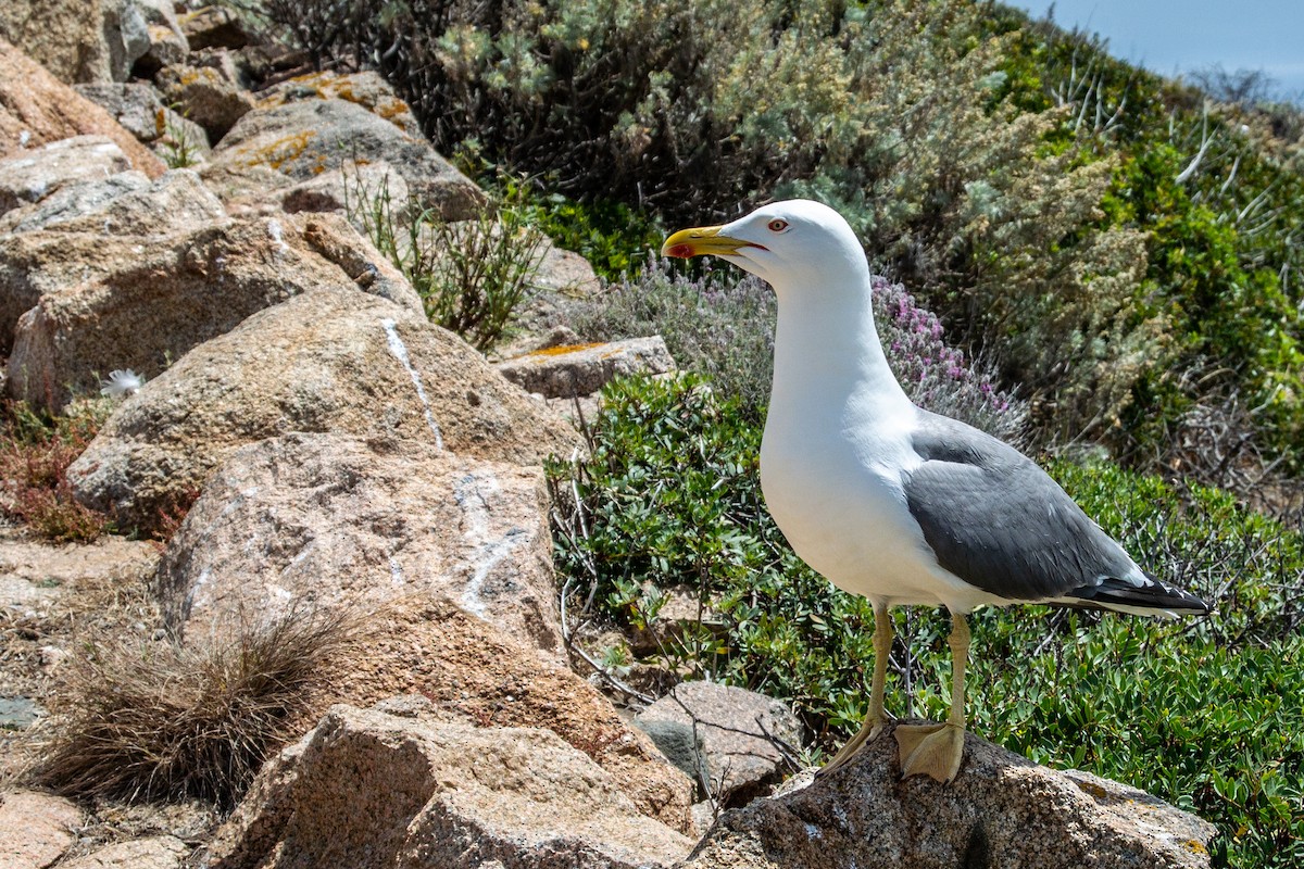 Yellow-legged Gull - ML165824081