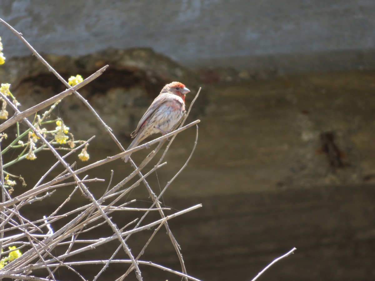 House Finch - ML165824381