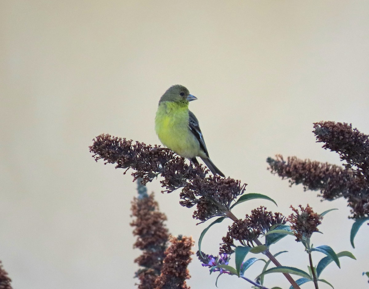 Lesser Goldfinch - Tom Edell