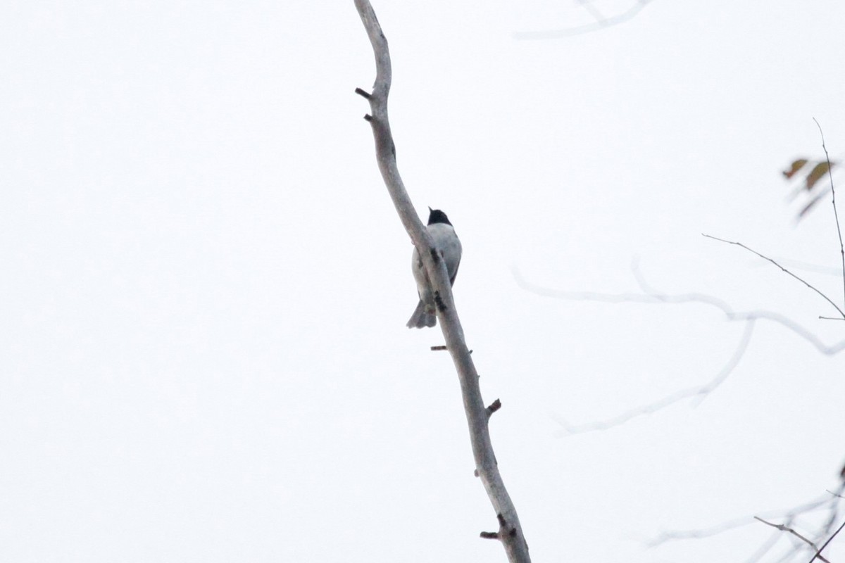 Black-headed Honeyeater - Liam Correy