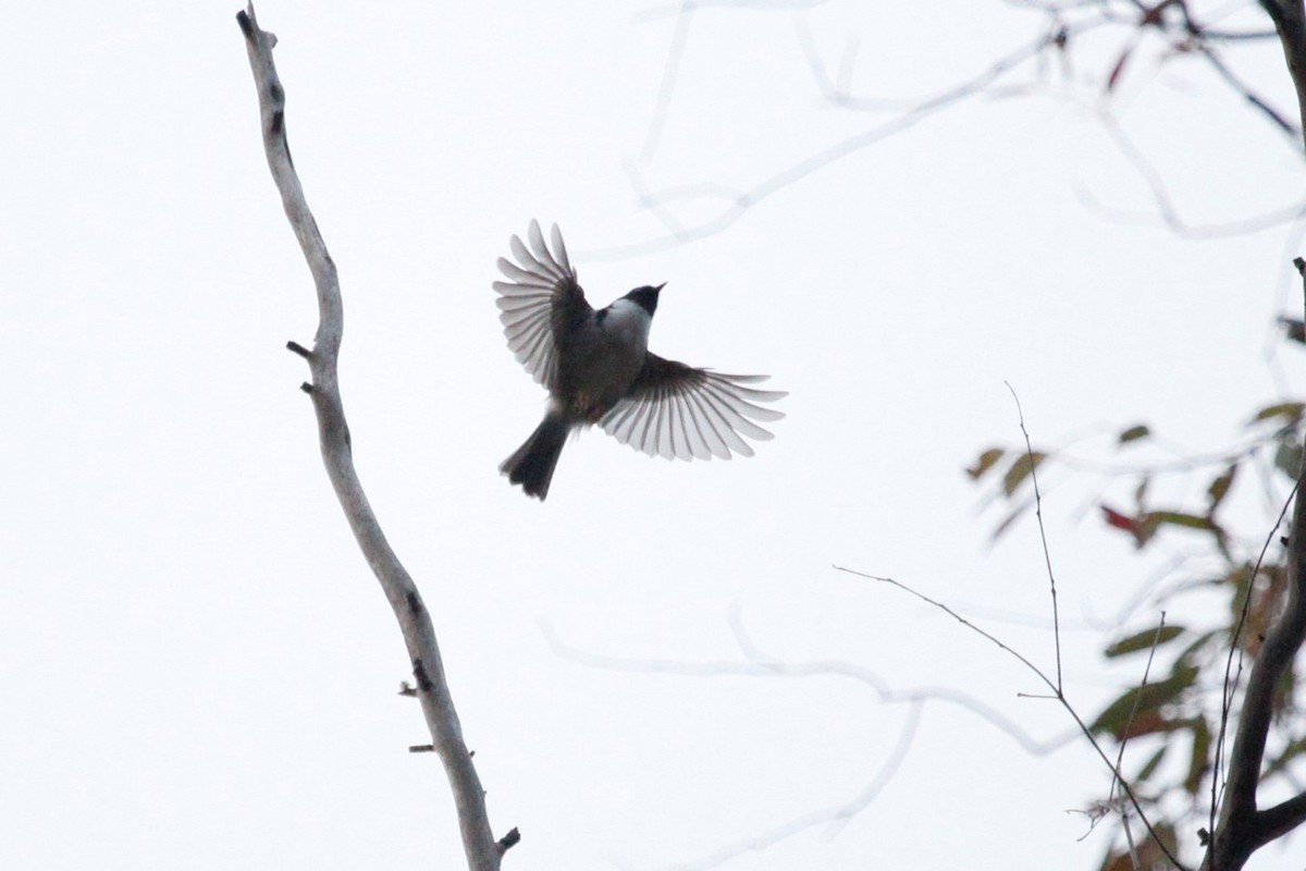 Black-headed Honeyeater - ML165824781