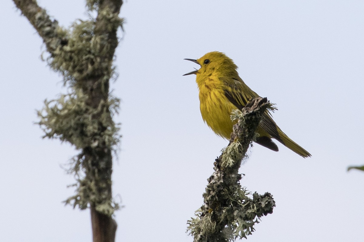 Yellow Warbler - Robert Lockett