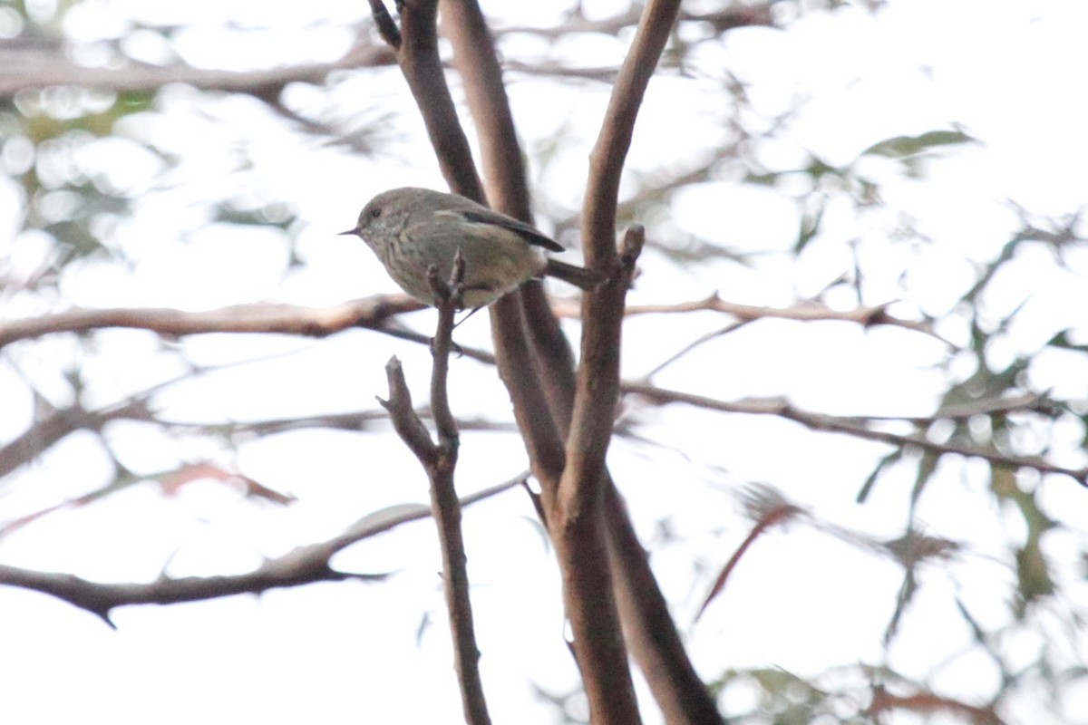 Brown Thornbill - ML165824951