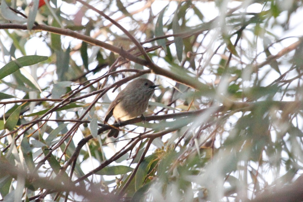 Brown Thornbill - ML165824961