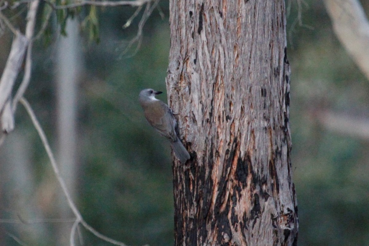 Gray Shrikethrush - ML165825021