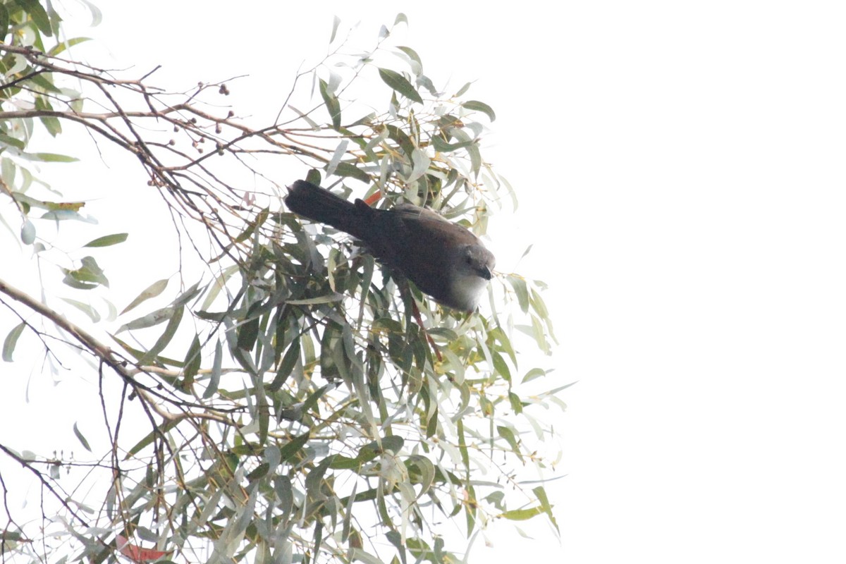 Gray Shrikethrush - ML165825031