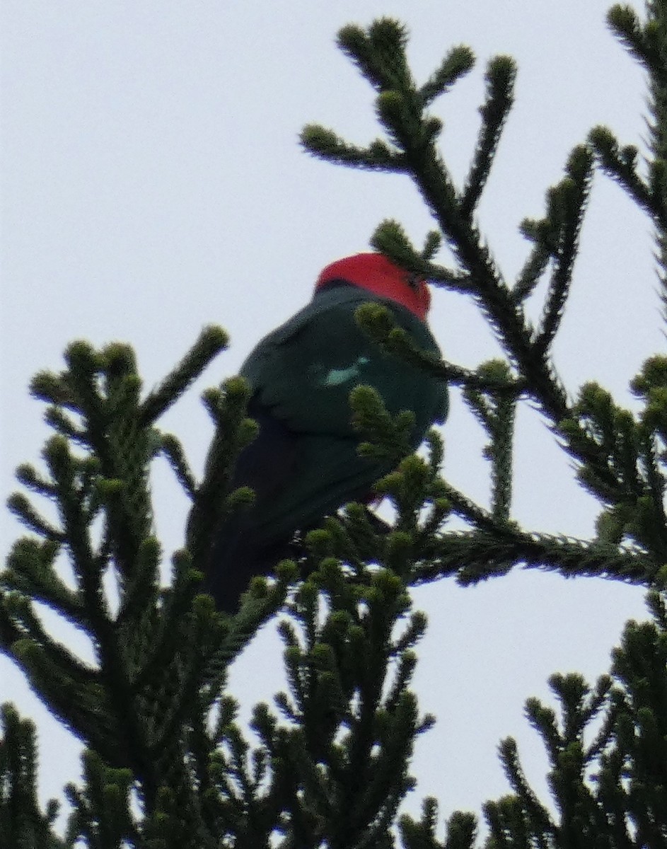 Australian King-Parrot - ML165825831