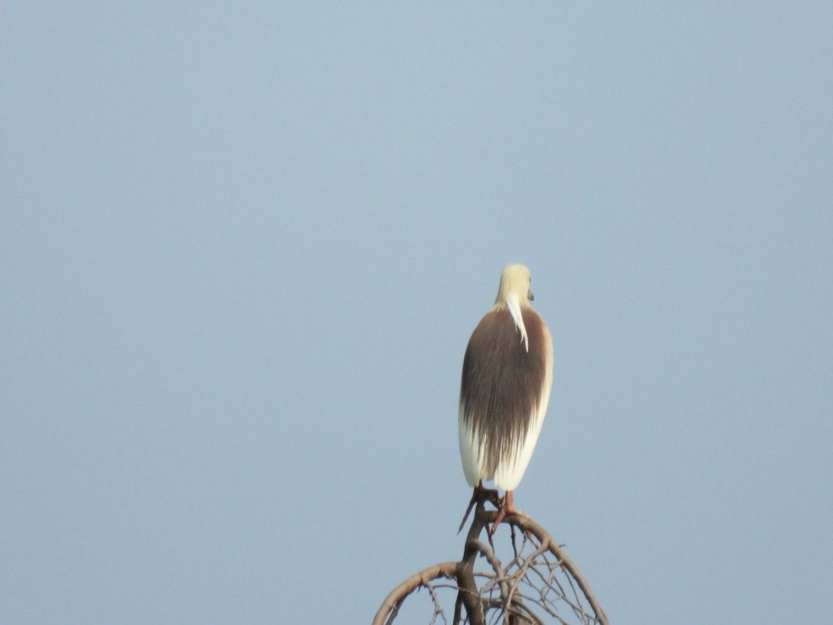 Indian Pond-Heron - ML165826321