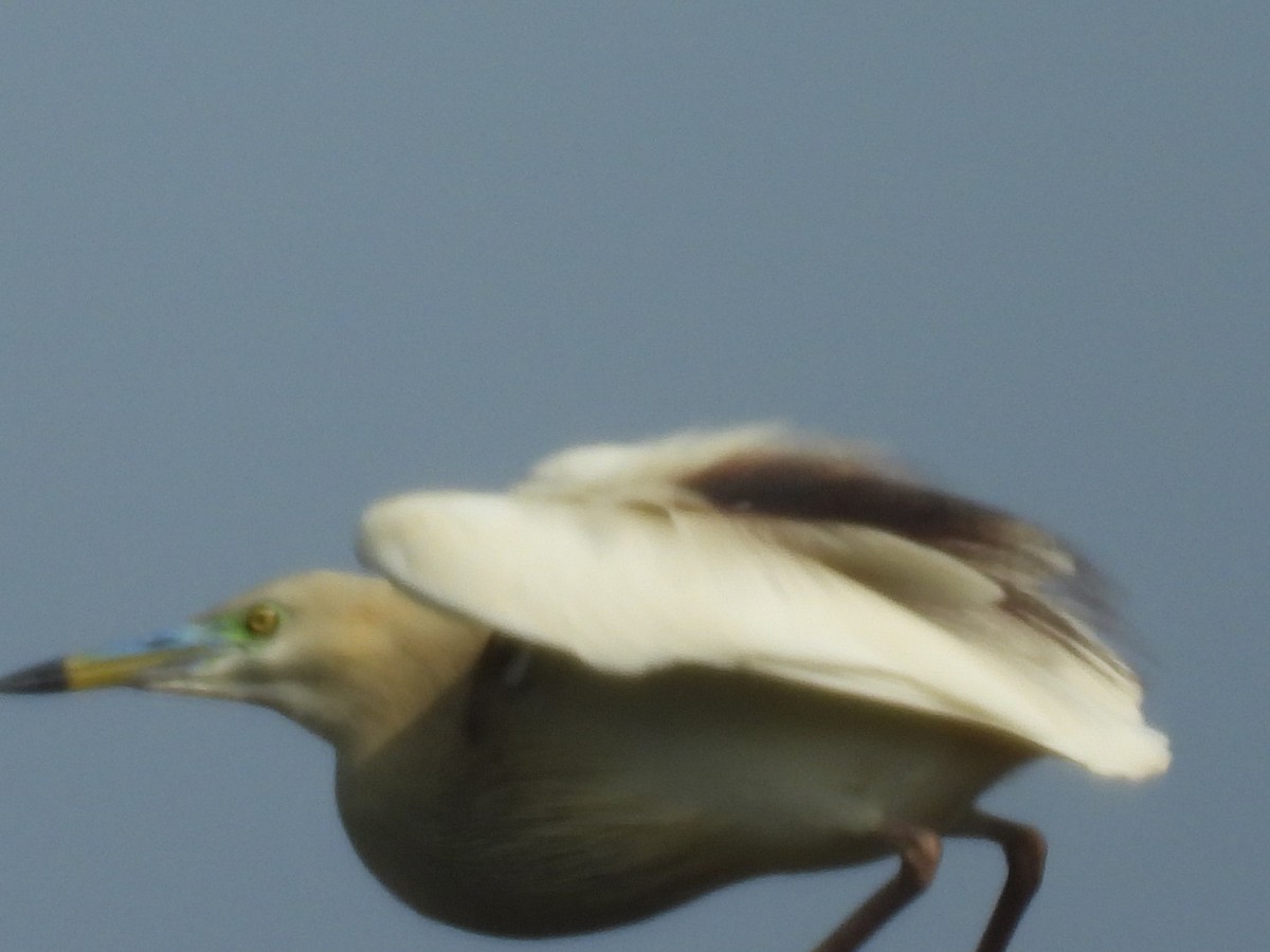 Indian Pond-Heron - ML165826331