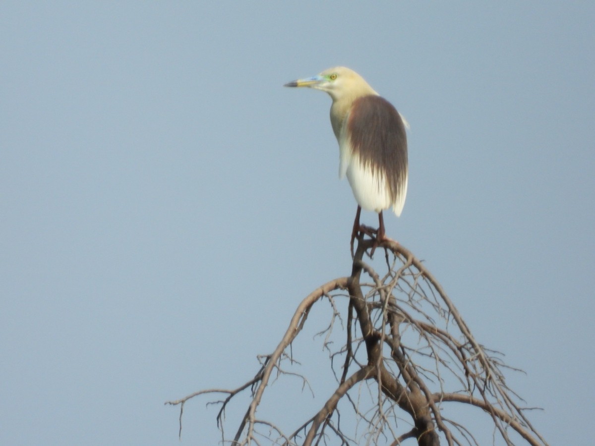 Indian Pond-Heron - Lakshmikant Neve