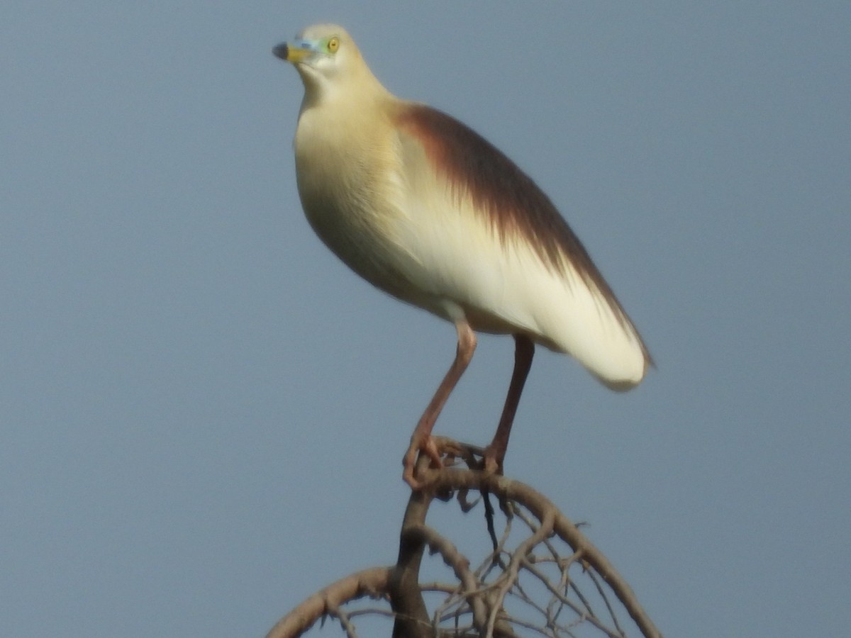 Indian Pond-Heron - ML165826351