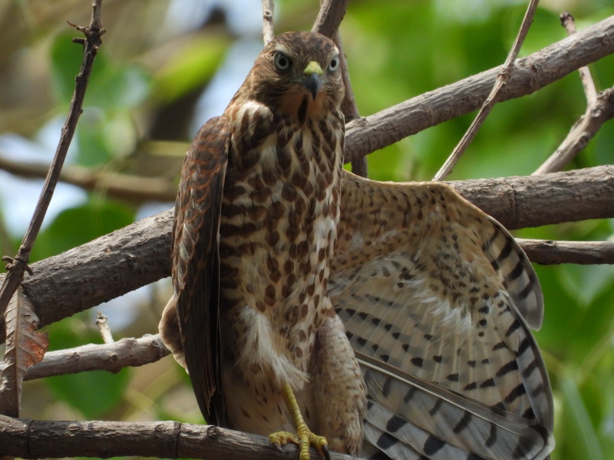 Shikra - Lakshmikant Neve