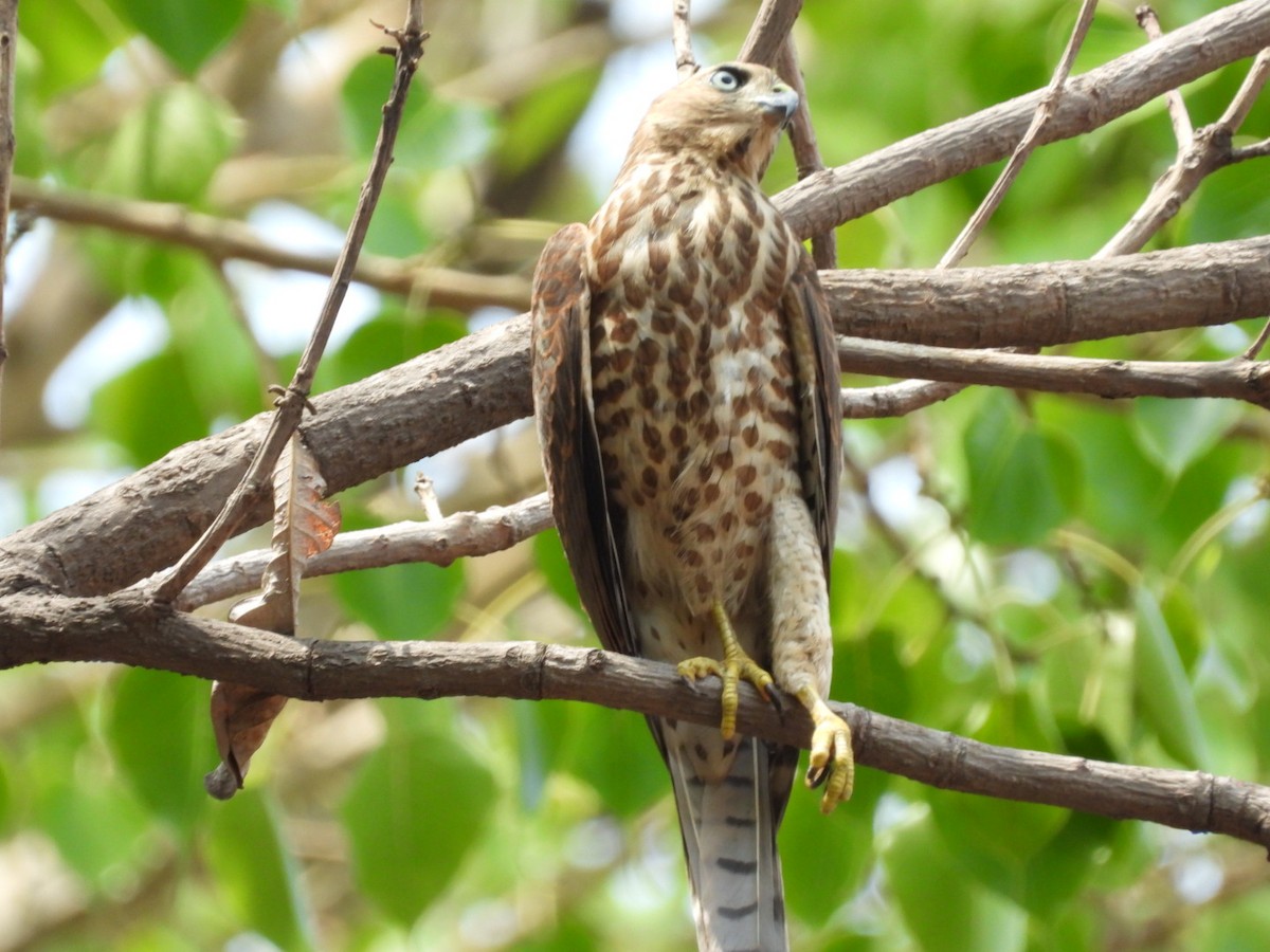 Shikra - Lakshmikant Neve