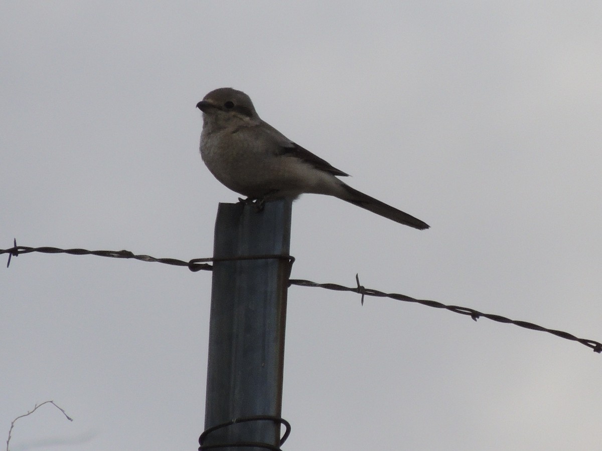 Northern Shrike (American) - ML165830601