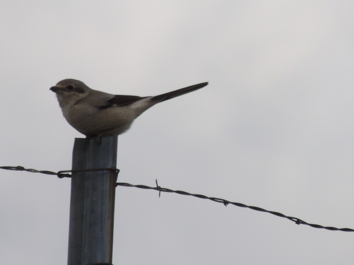 Northern Shrike (American) - ML165830631