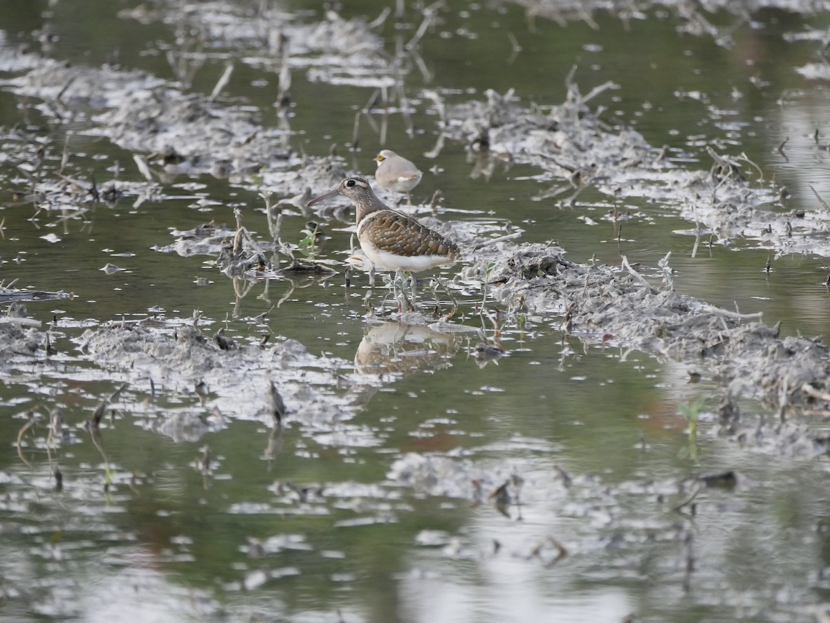 Greater Painted-Snipe - David Chang