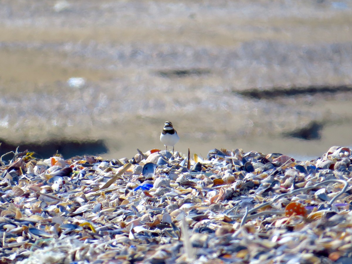 Little Ringed Plover - Georgi Kamov