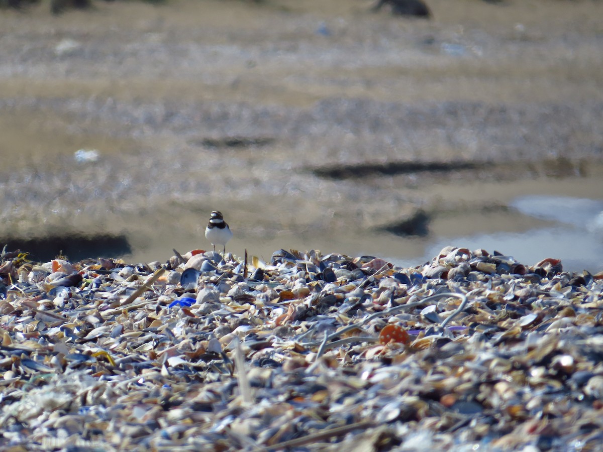 Little Ringed Plover - ML165831071