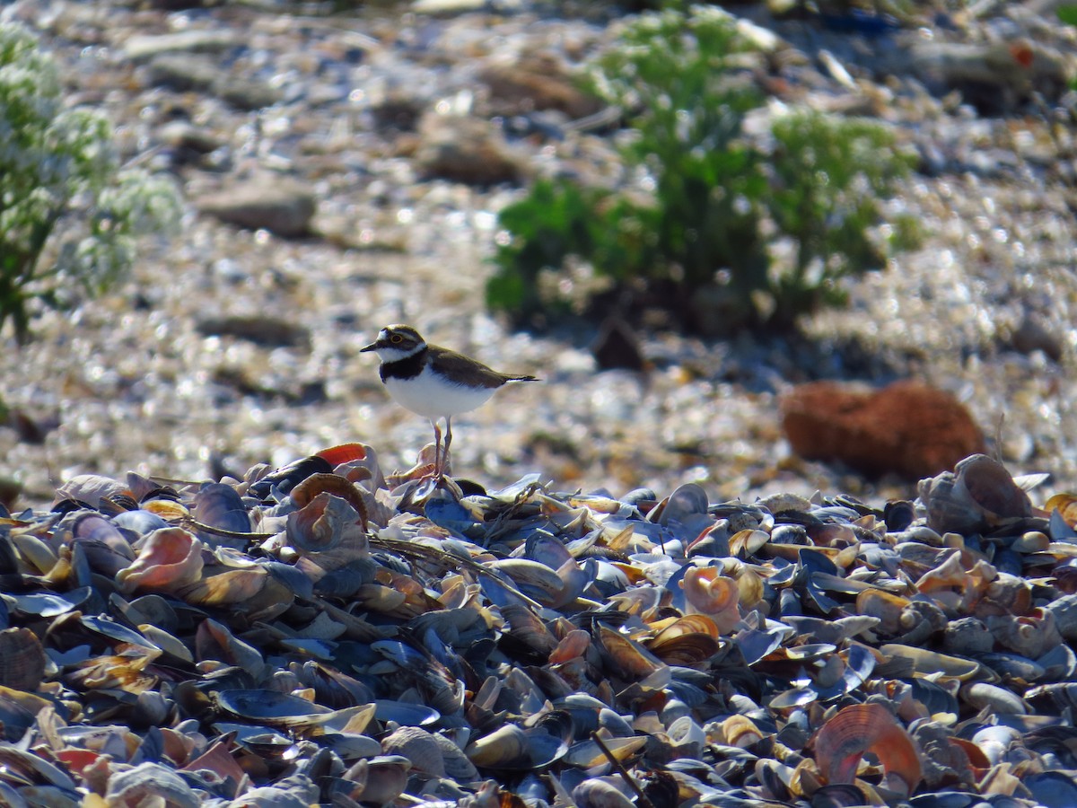 Little Ringed Plover - ML165831101