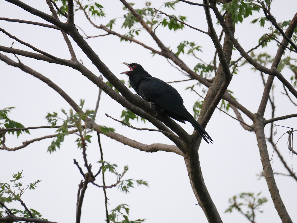 Asian Koel - ML165831431