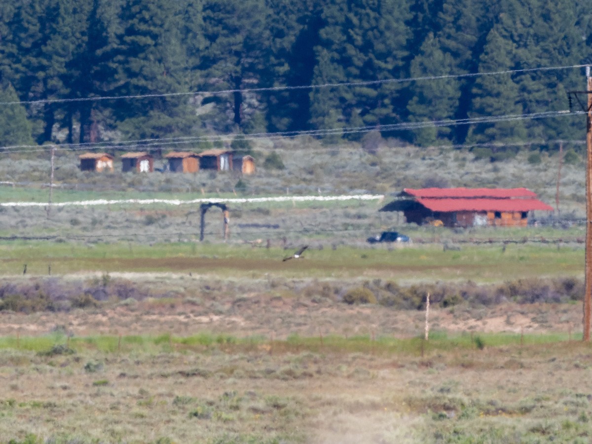 Northern Harrier - ML165831671