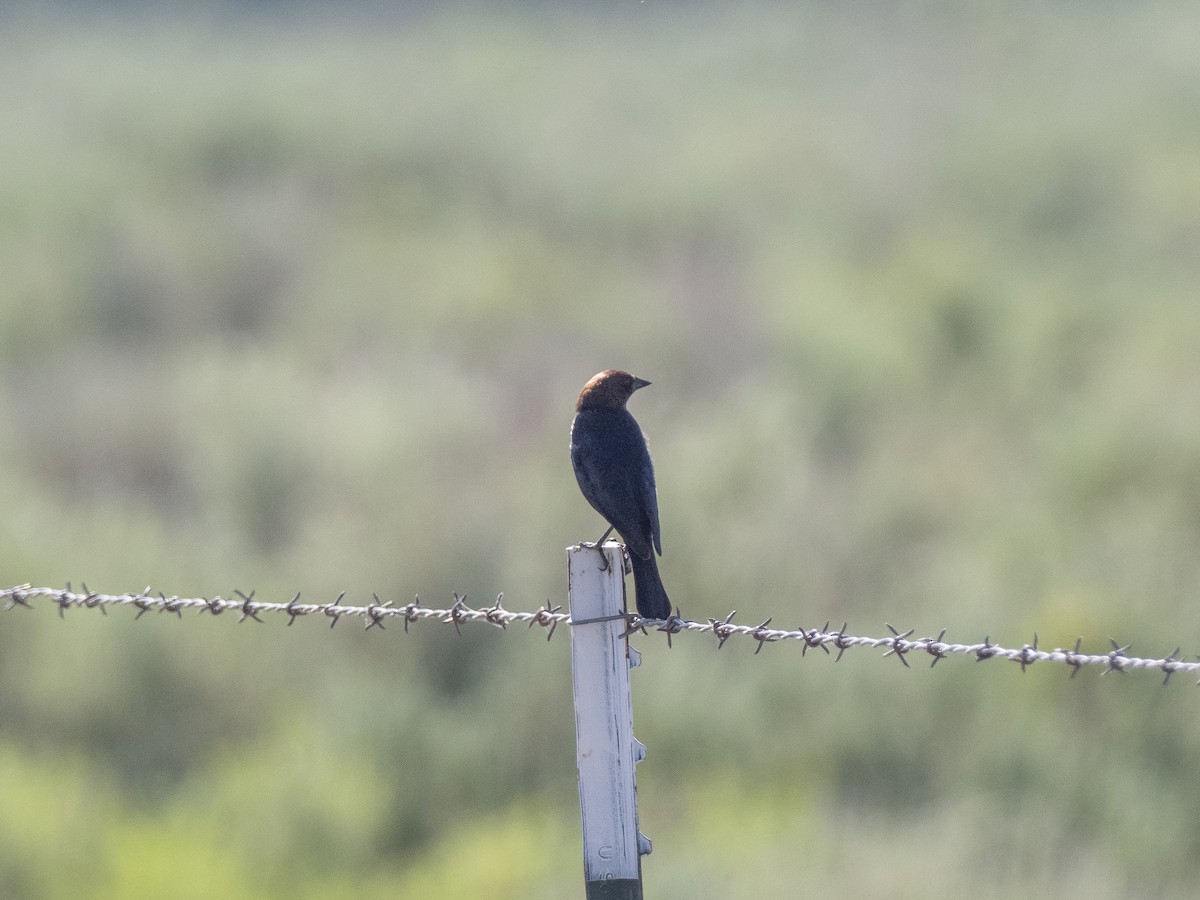 Brown-headed Cowbird - ML165831771