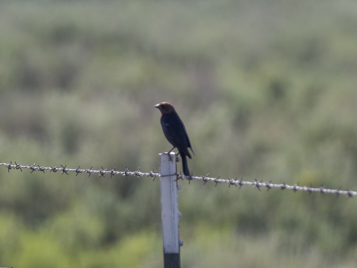 Brown-headed Cowbird - ML165831781