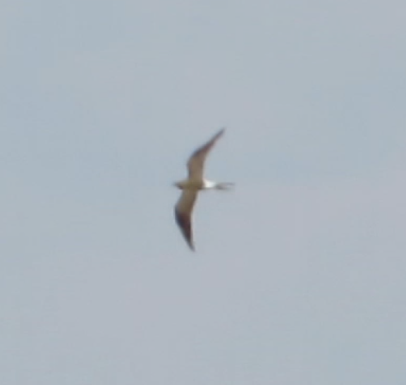 Collared Pratincole - Georgi Kamov