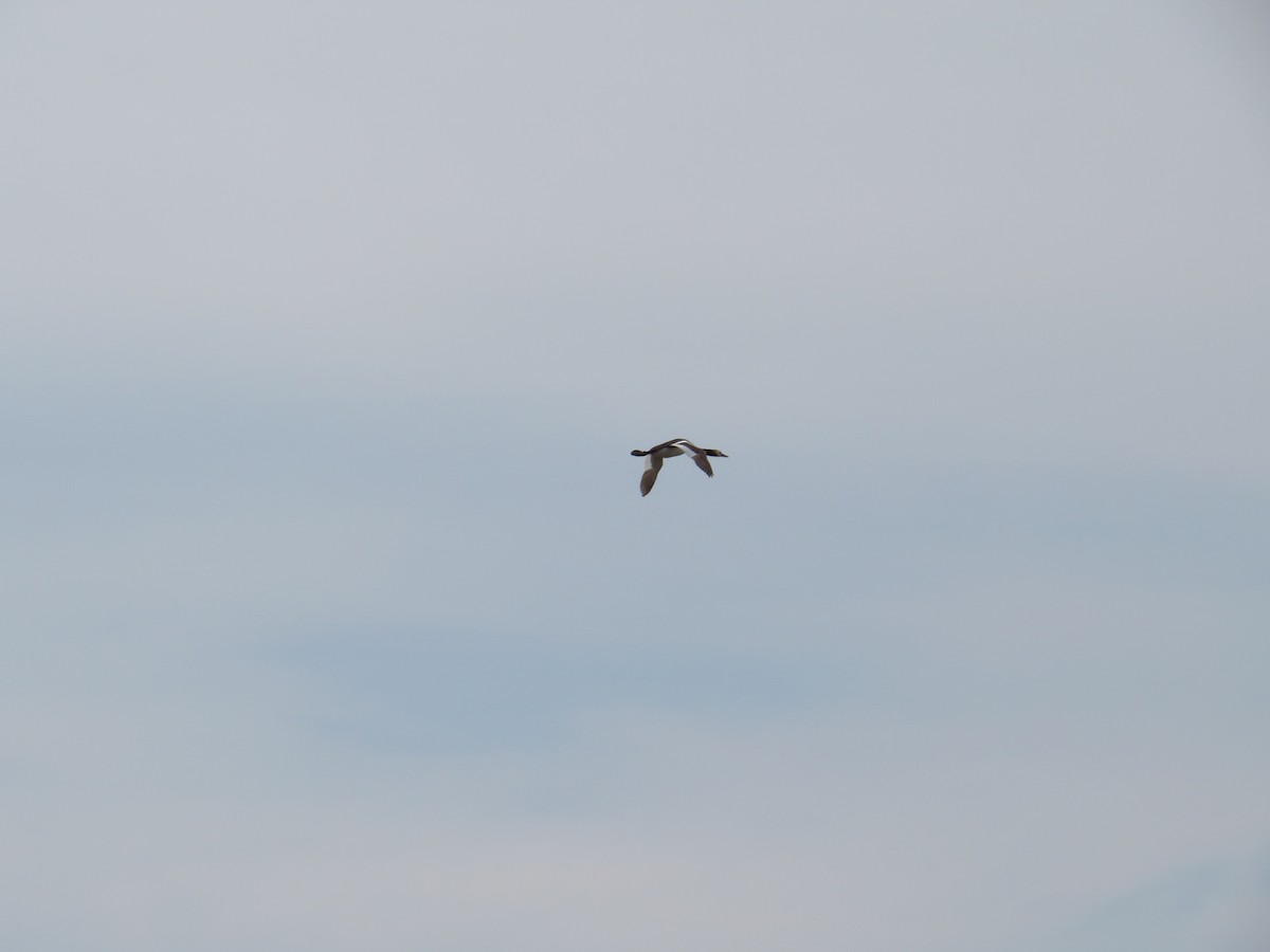 Great Crested Grebe - ML165832171