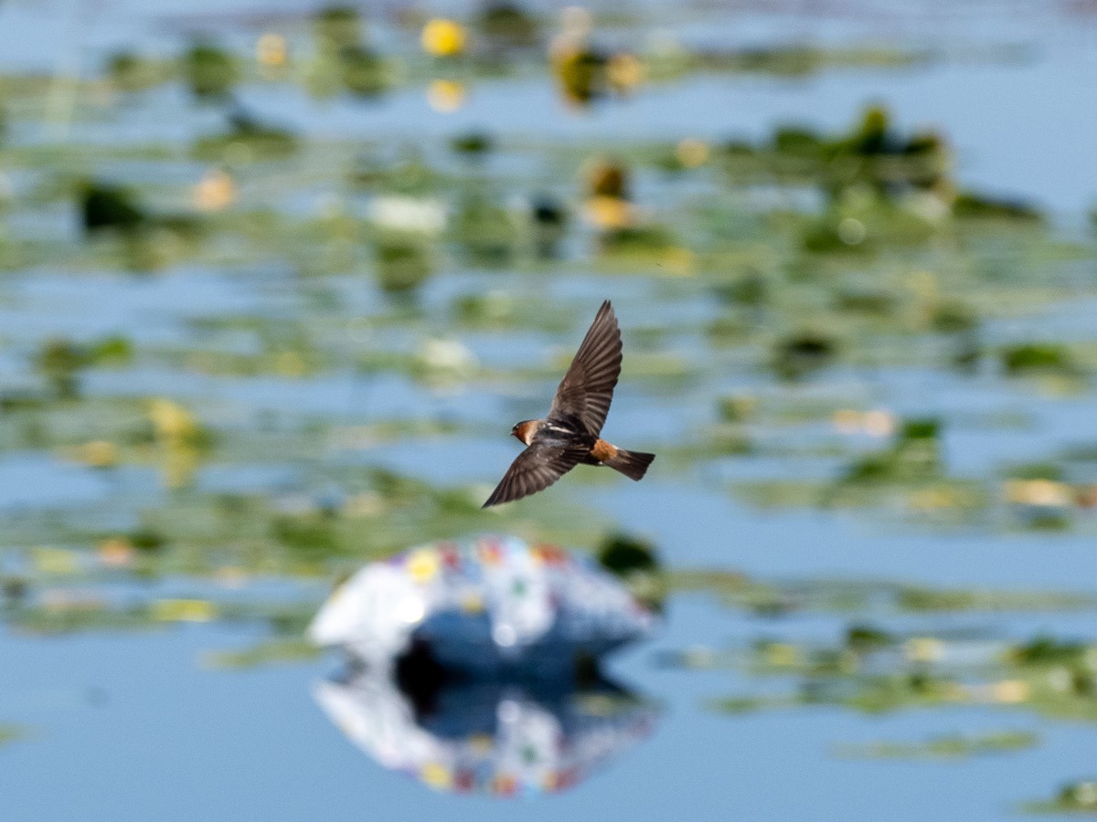 Cliff Swallow - ML165832671