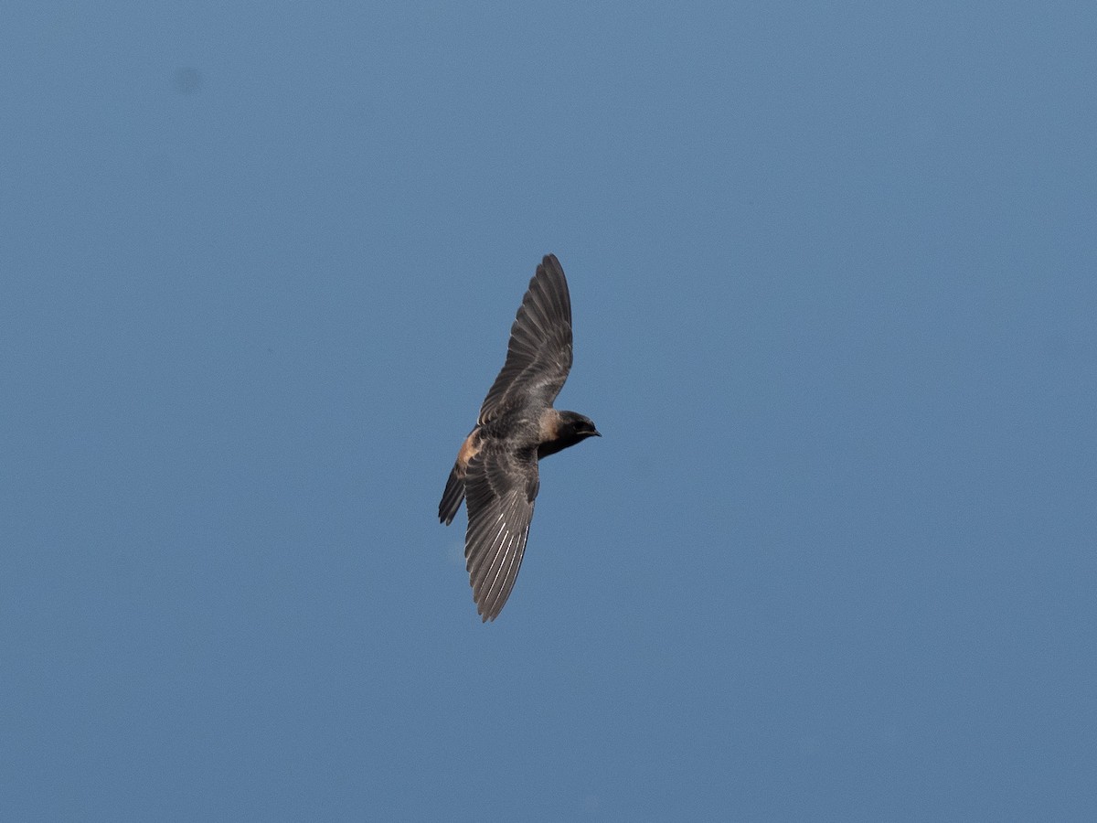 Cliff Swallow - ML165833231