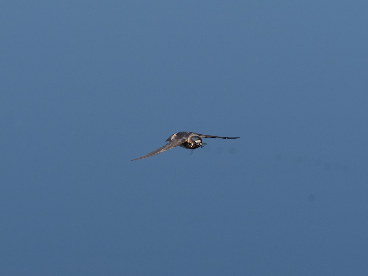 Cliff Swallow - ML165833251