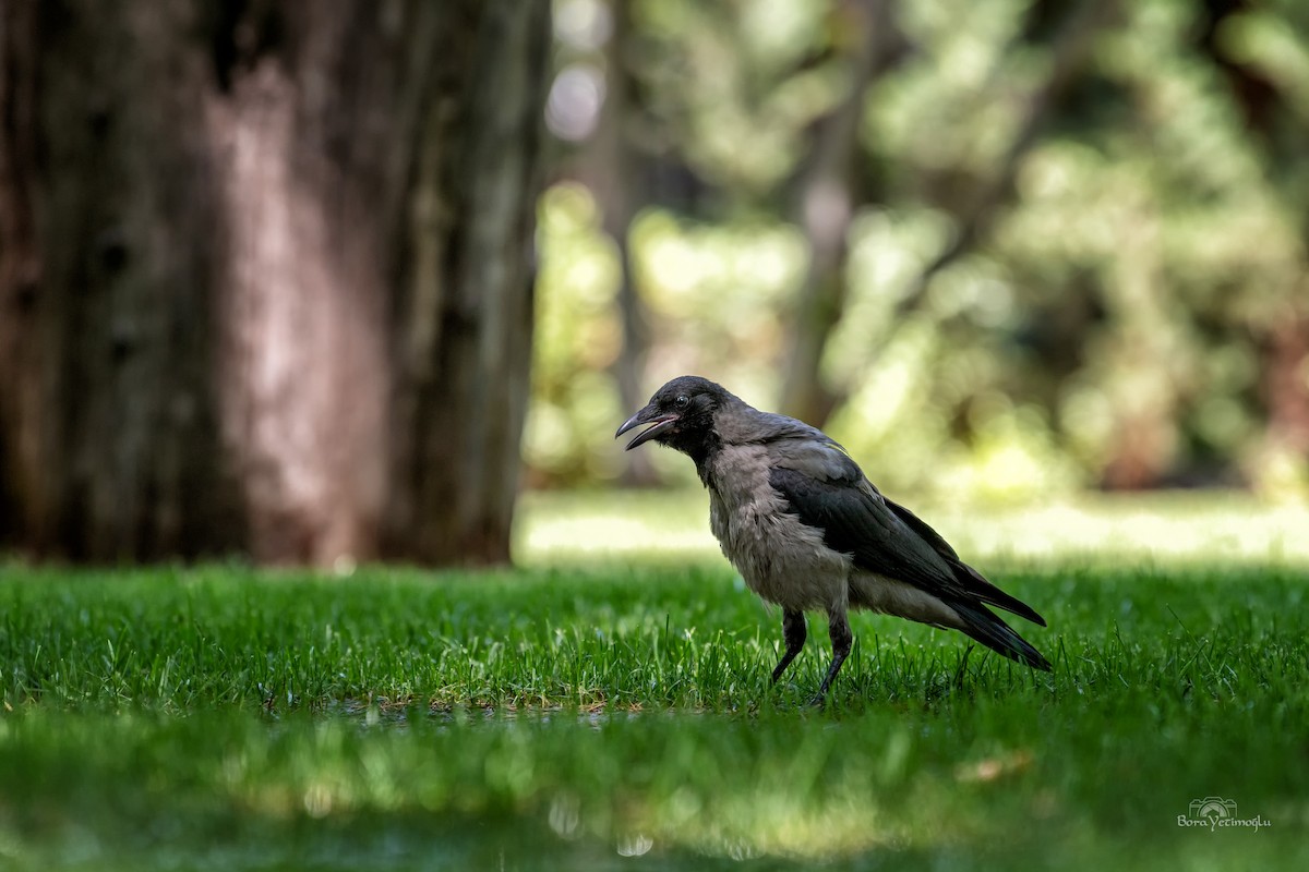 Hooded Crow - ML165837051