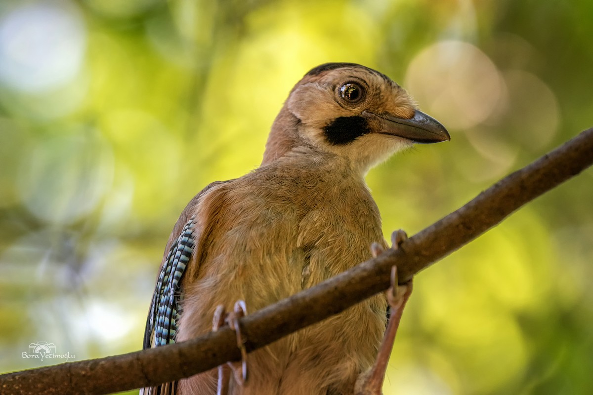 Eurasian Jay - ML165837451