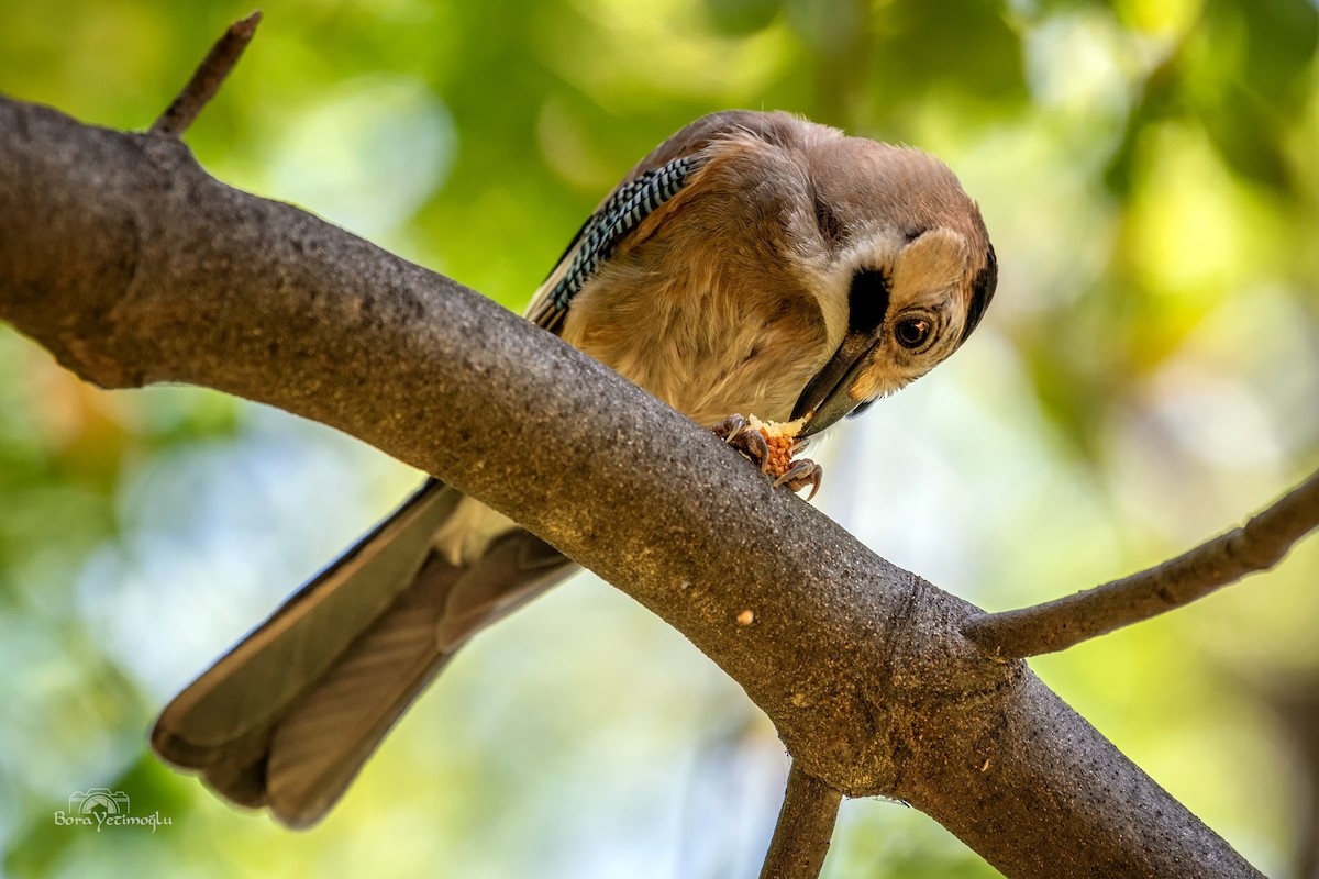 Eurasian Jay - ML165837461