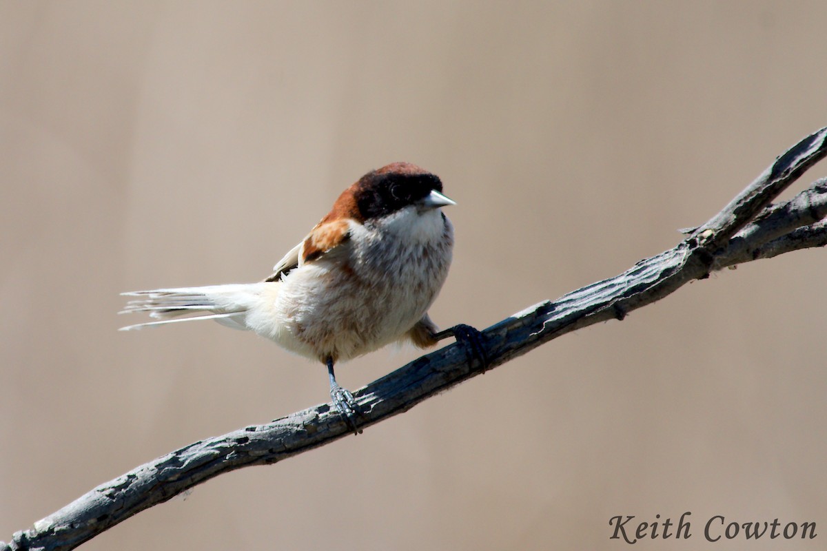 Black-headed Penduline-Tit - Keith Cowton