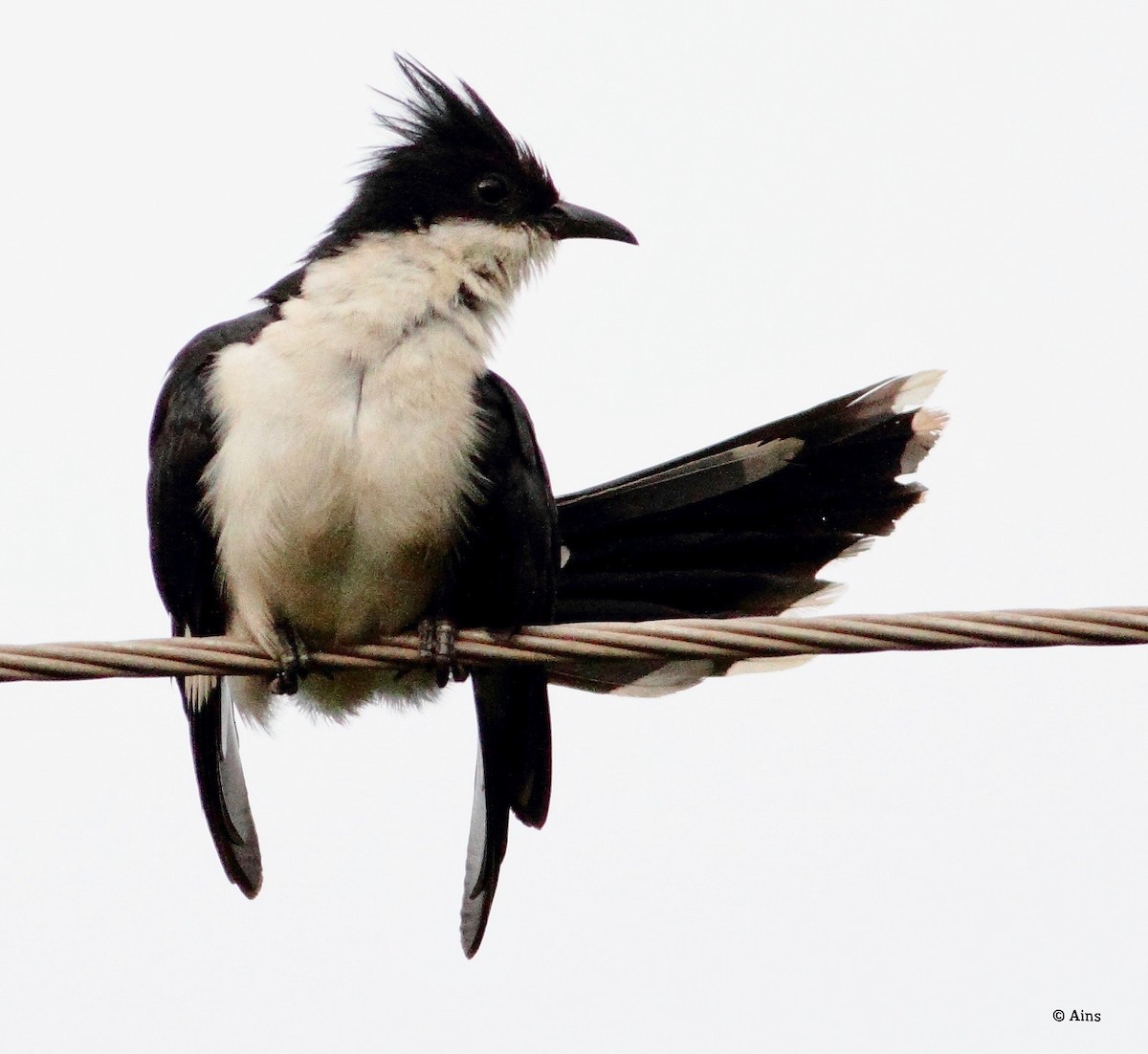 Pied Cuckoo - Ains Priestman