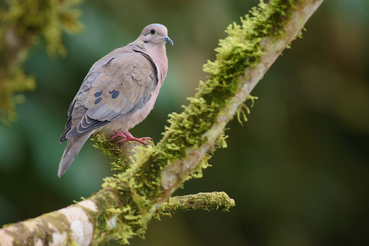 Eared Dove - ML165841591