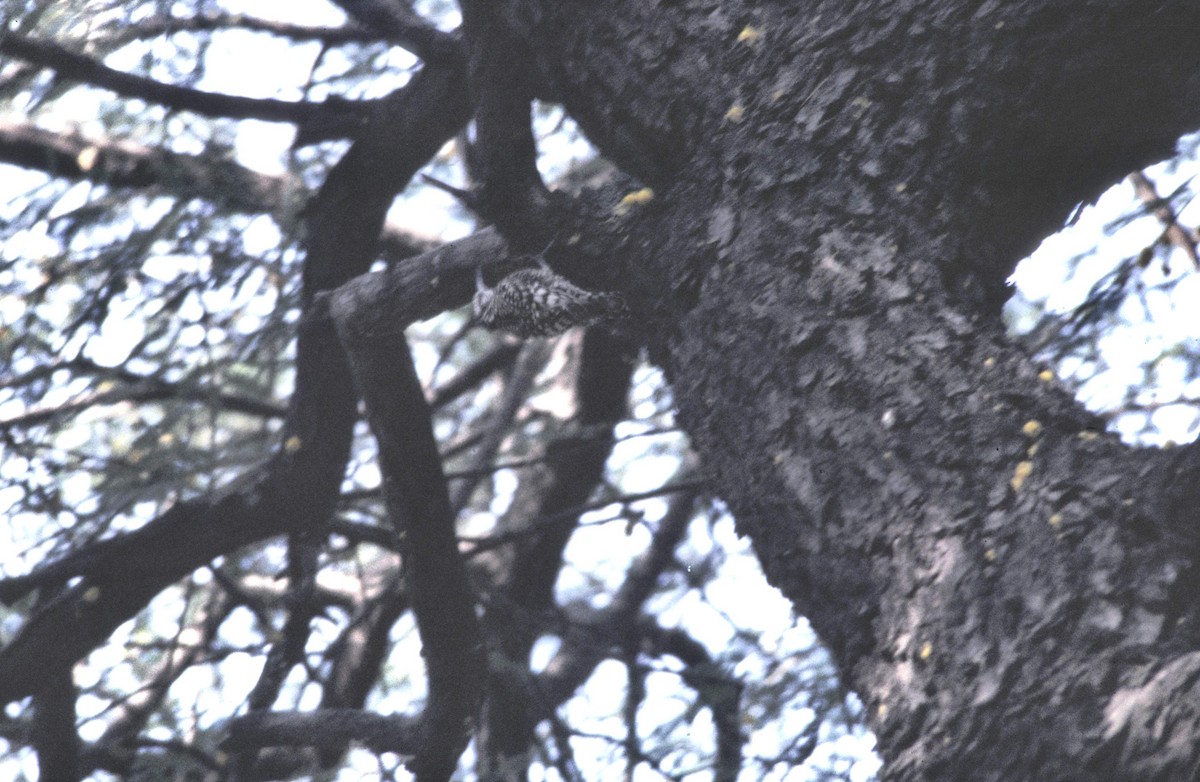 Indian Spotted Creeper - ML165842131
