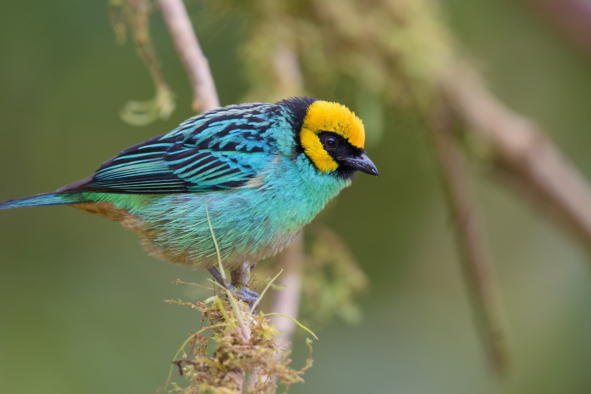 Saffron-crowned Tanager - Christopher Becerra