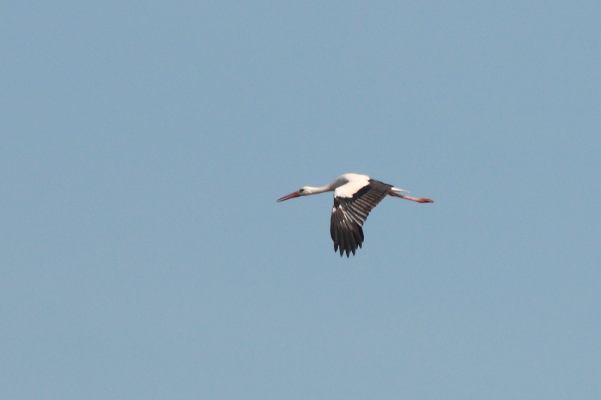 White Stork - ML165844151