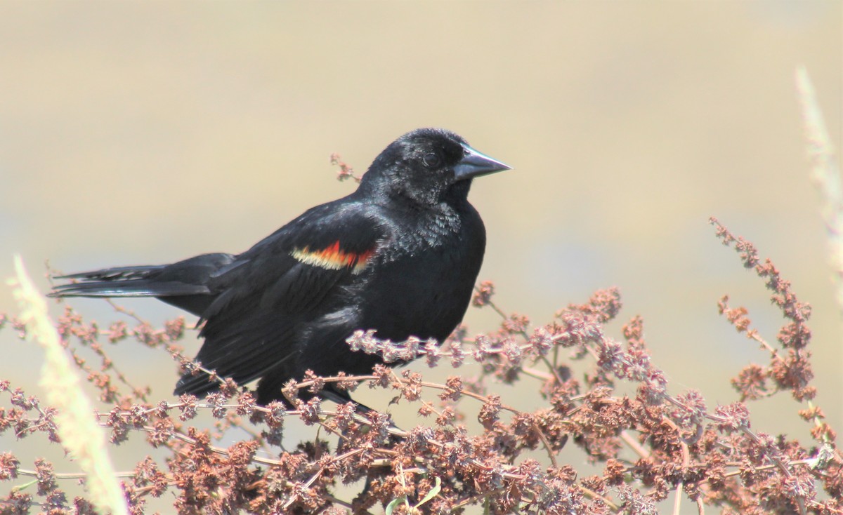 Red-winged Blackbird - ML165845041