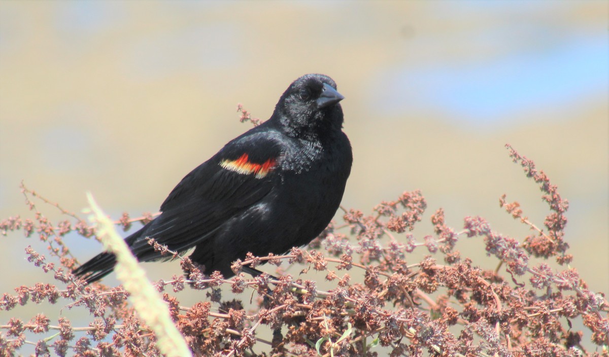 Red-winged Blackbird - ML165845051