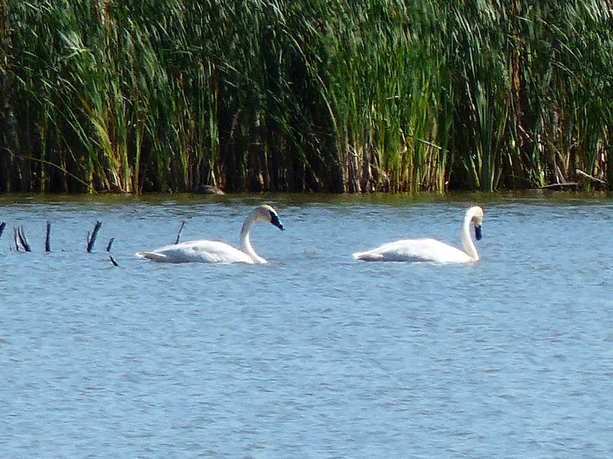 ברבור אמריקני - ML165846871