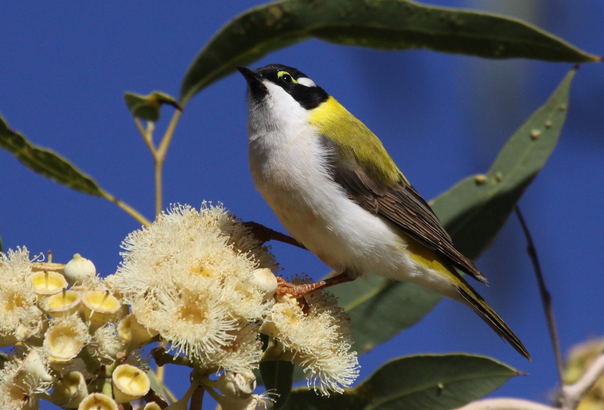 Black-chinned Honeyeater (Golden-backed) - Alistair and Carmen Drake