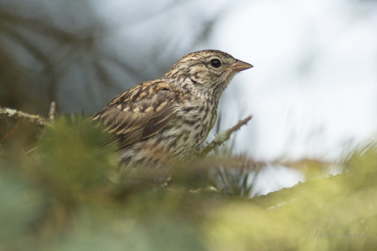 Chipping Sparrow - ML165848901